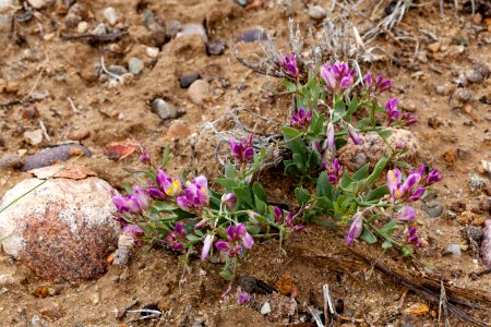 Polygala subspinosa