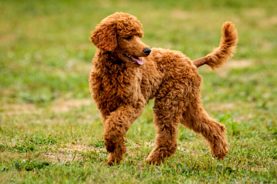 2015 08 19-Puppy Gone Wild-912