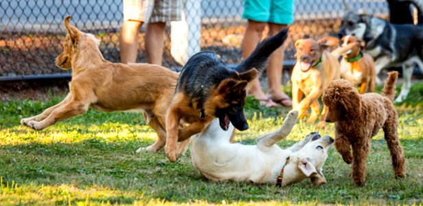 2015 08 19-Puppy Gone Wild-014