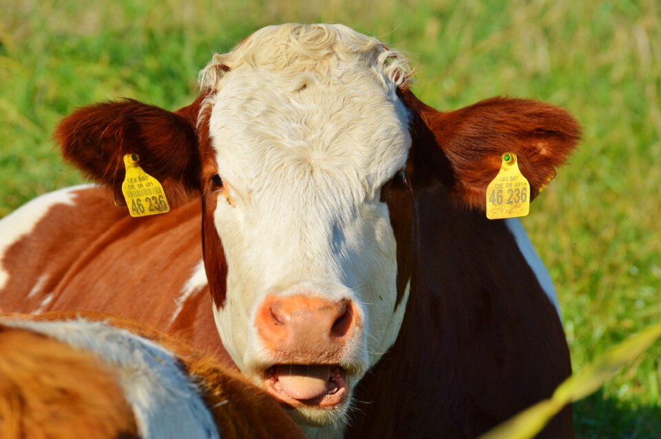 Cute ruminant meadow