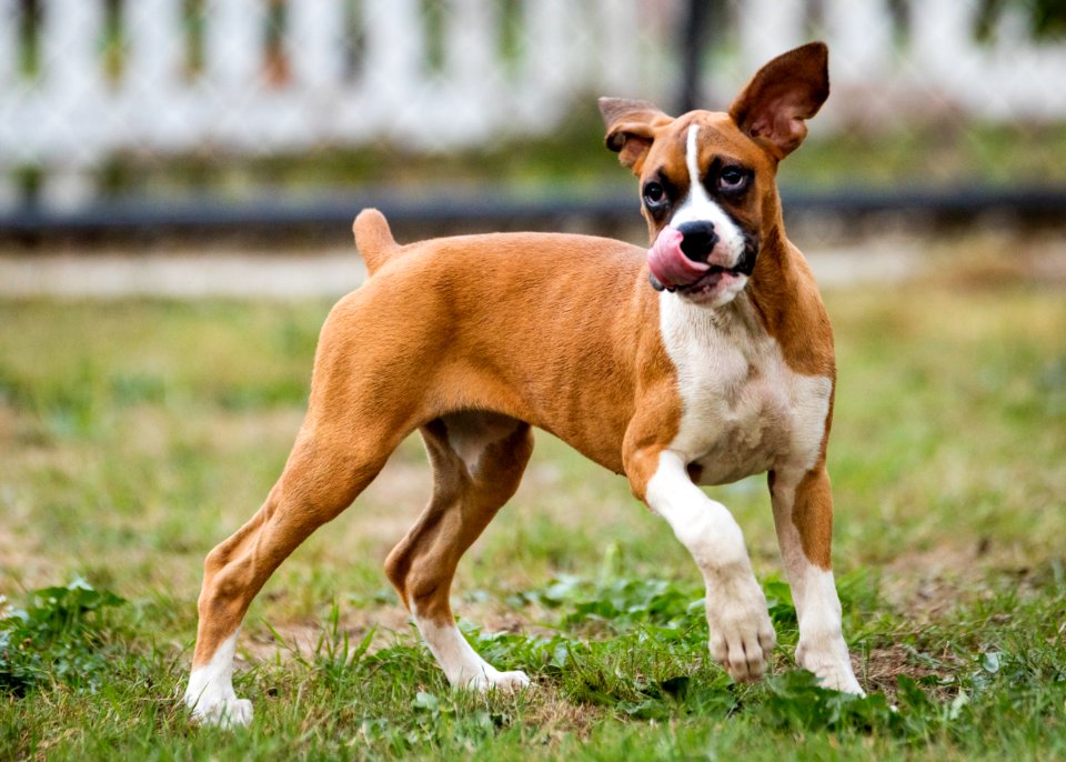 2015 08 19-Puppy Gone Wild-904