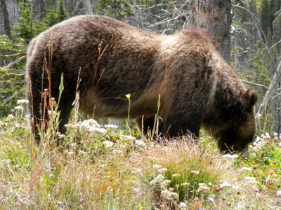 Grizzly Bear 1