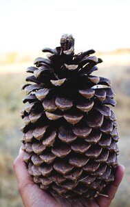 Big coniferous decoration