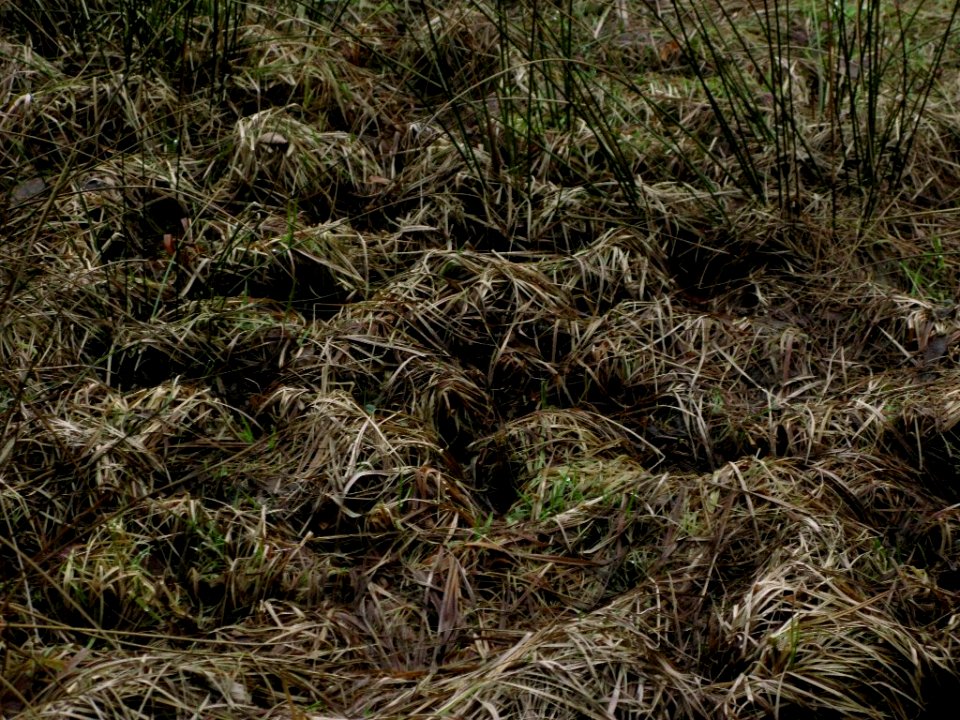grasswaves