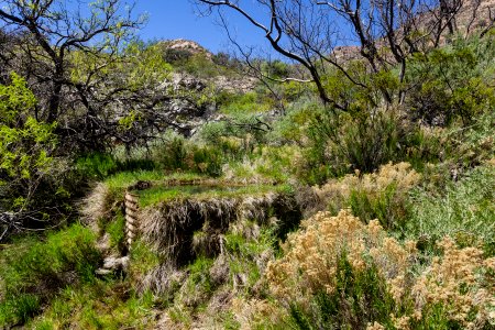 Moonshine Spring