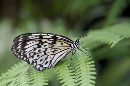 Exotic exot tropical