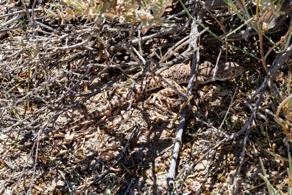 Gambelia wislizeni