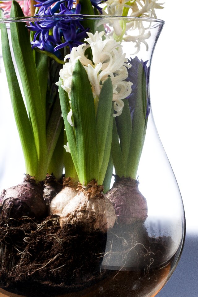 Genus asparagus plants asparagaceae