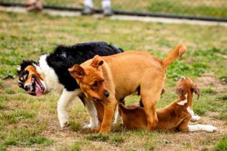 2015 08 19-Puppy Gone Wild-797