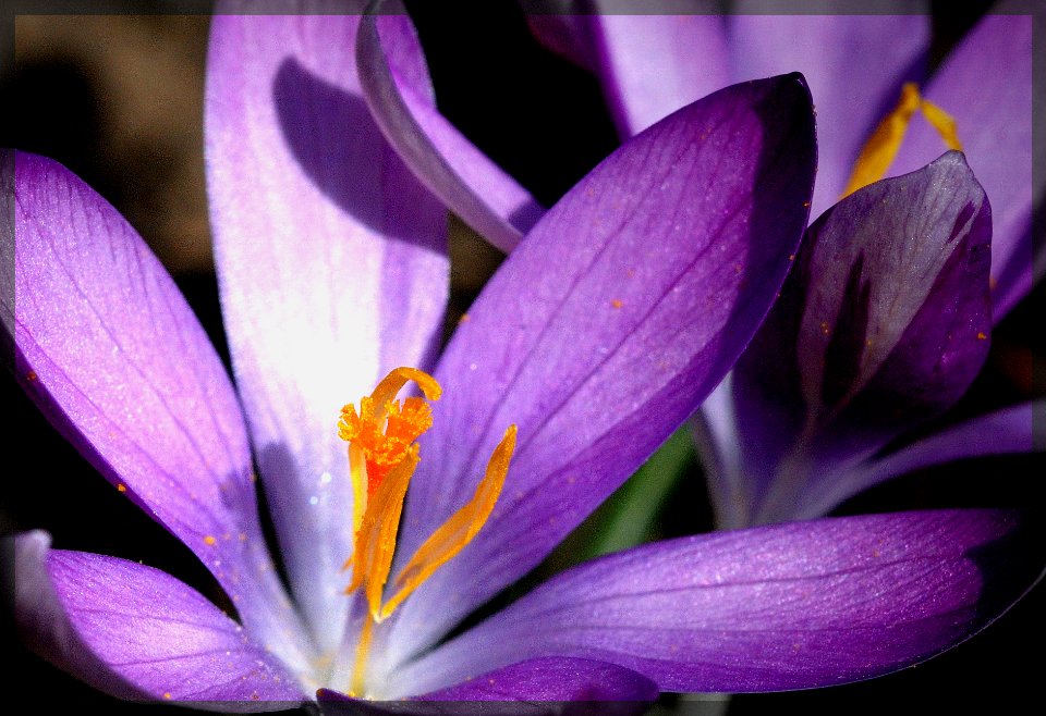 Crocus photo