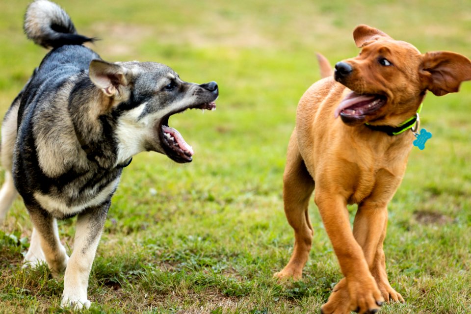 2015 08 19-Puppy Gone Wild-369