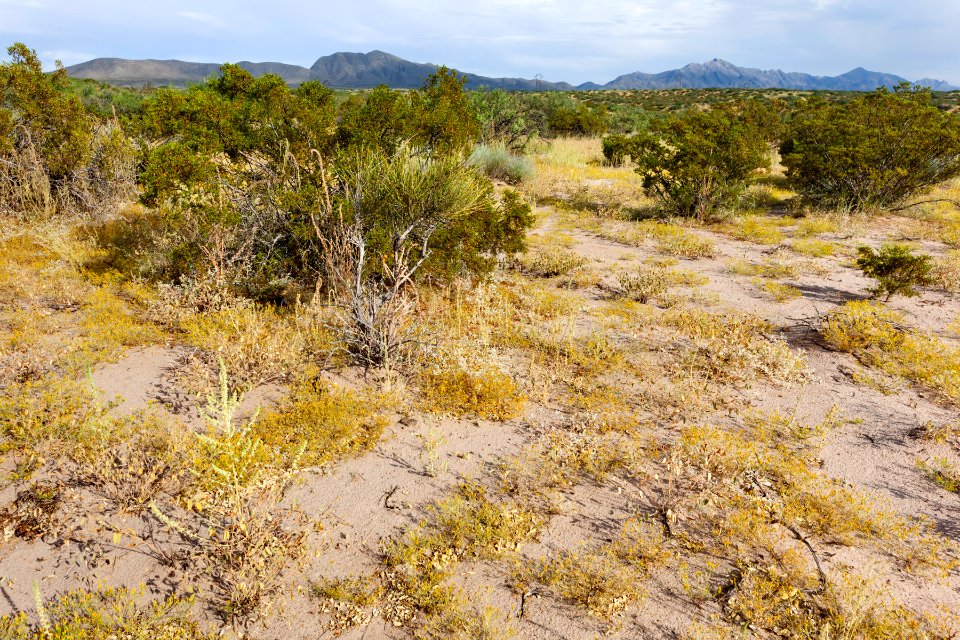 East side of the Rio Grande near Berino