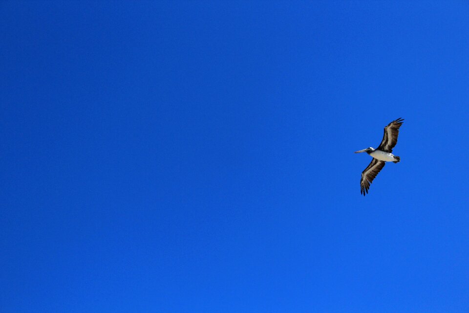 Sky pelican beach