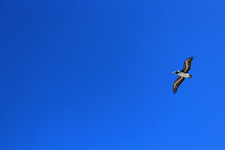 Sky pelican beach