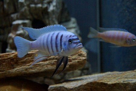 Tropical fish-keeping water fish