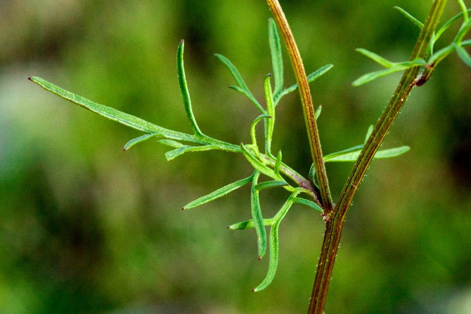 Bidens tenuisecta
