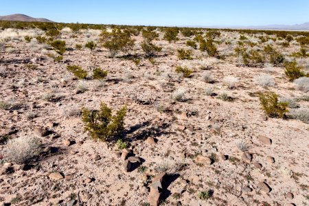 East bajada of the Pyramid Mountains