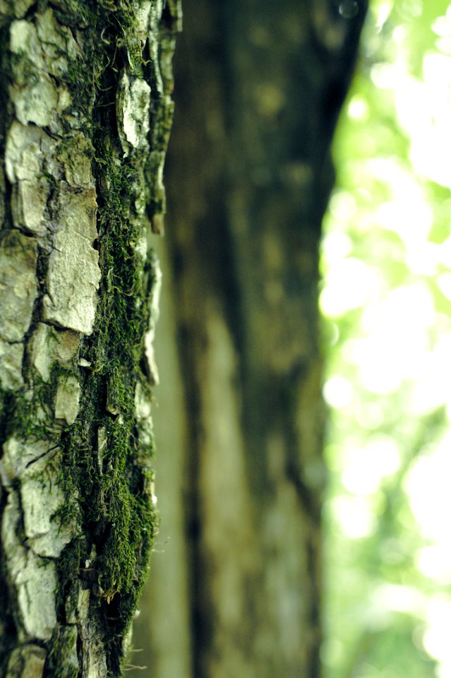 Tree Tree Space