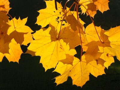 Autumn leaves fall yellow