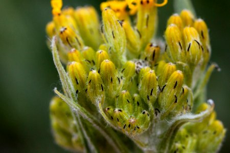 Senecio atratus