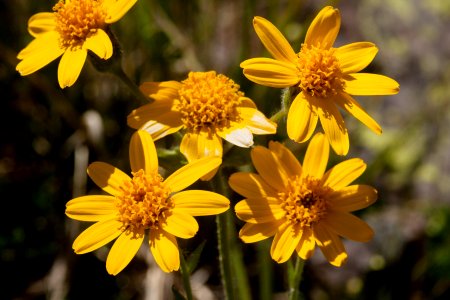 Arnica mollis
