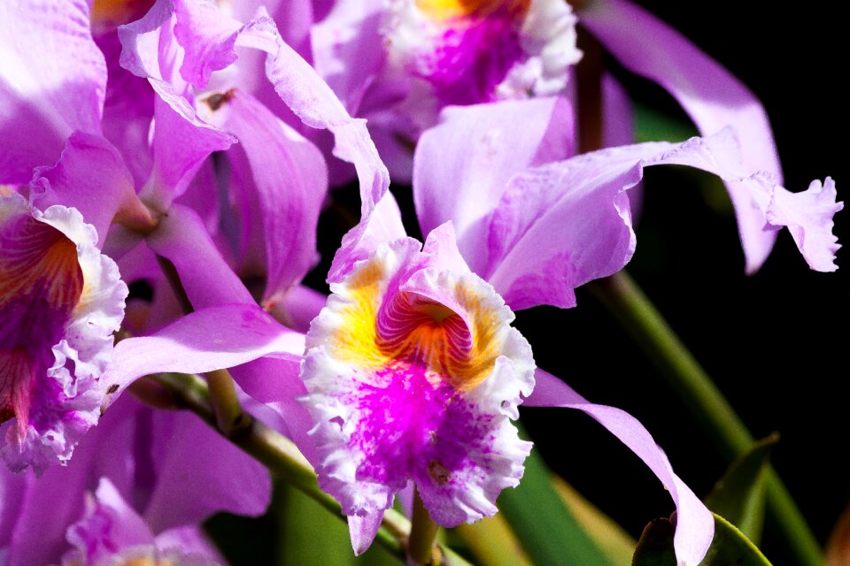 Purple yellow orange