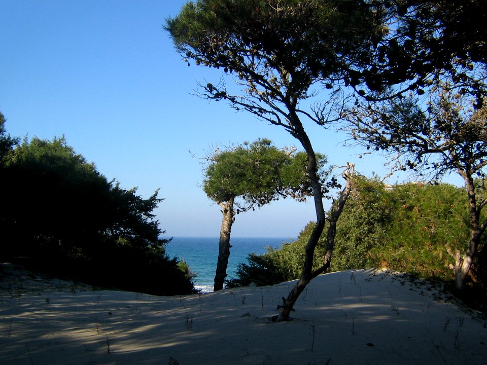 Torre dell'Orso Dune 337