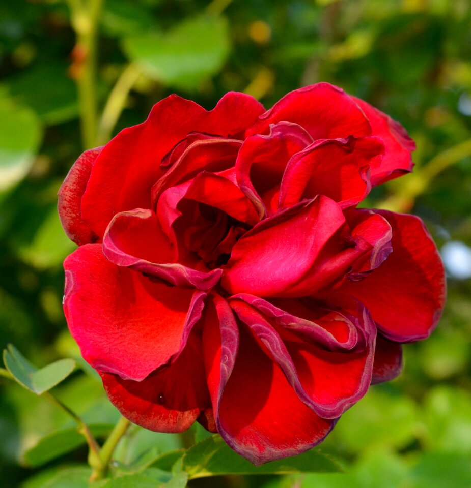 Garden flower red flower