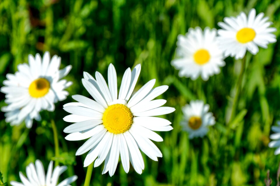 Flower nature blossom