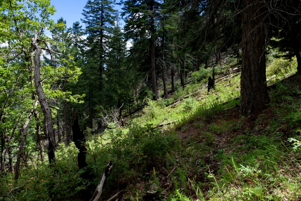 Wolf Hollow Trail