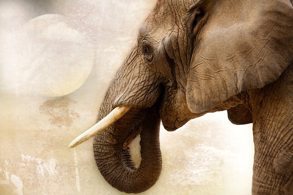 Ivory africa close up