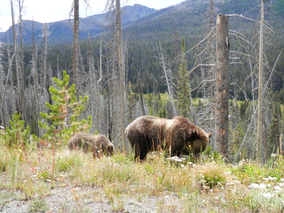 Grizzly Bear and Cub
