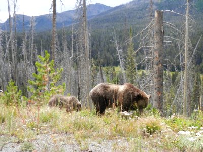 Grizzly Bear and Cub