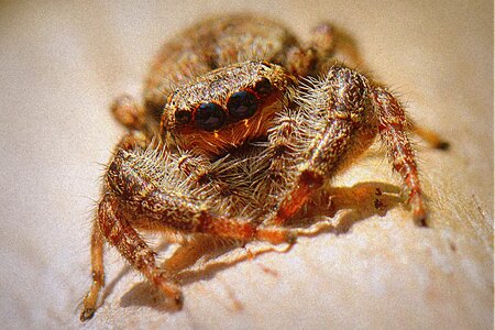 Animal nature macro