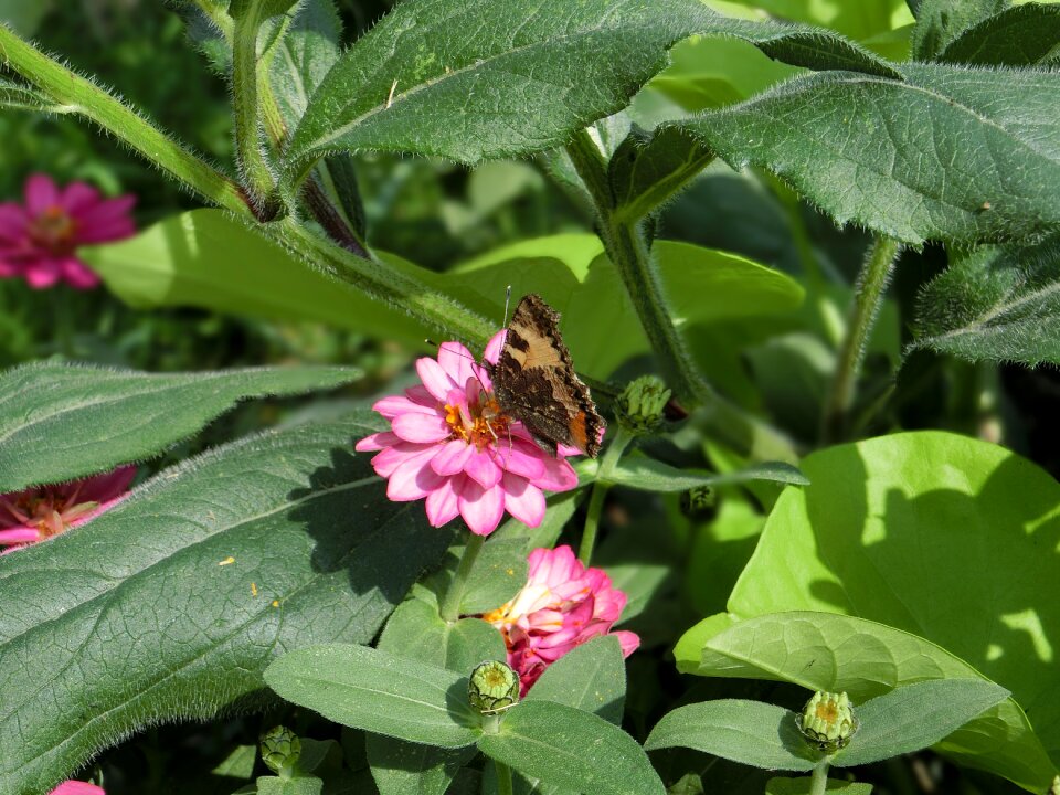Insect summer close up