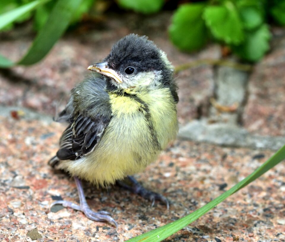 Bird nature animal