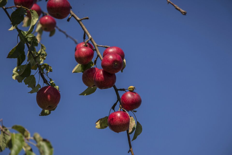 Fruit nature fruits