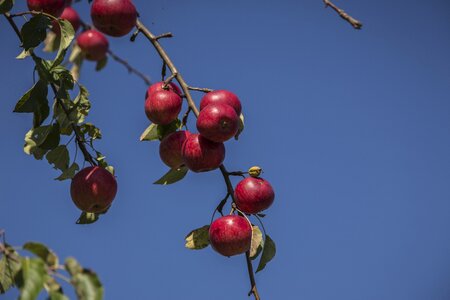 Fruit nature fruits