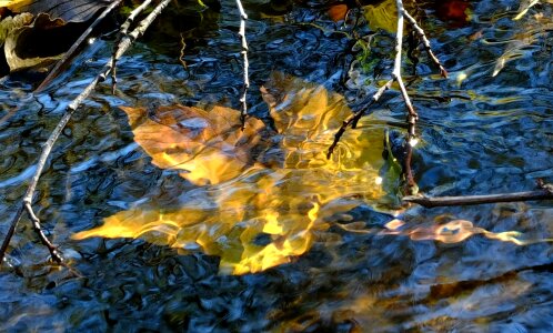 Mirroring golden autumn