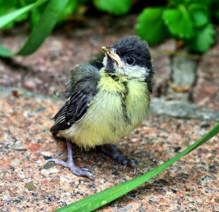 Bird nature animal photo