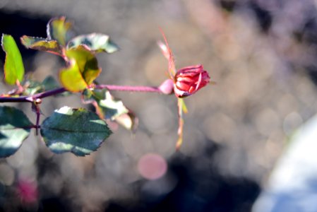 Roses 35mm f2