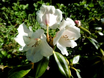 Rhododendron yak. 'Flava'