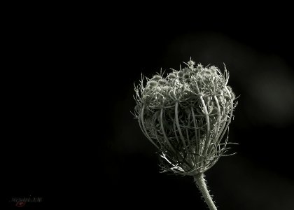 colorless herb photo