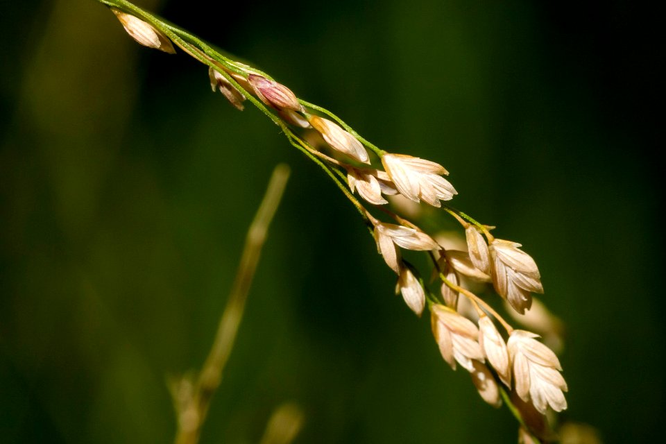 Glyceria striata