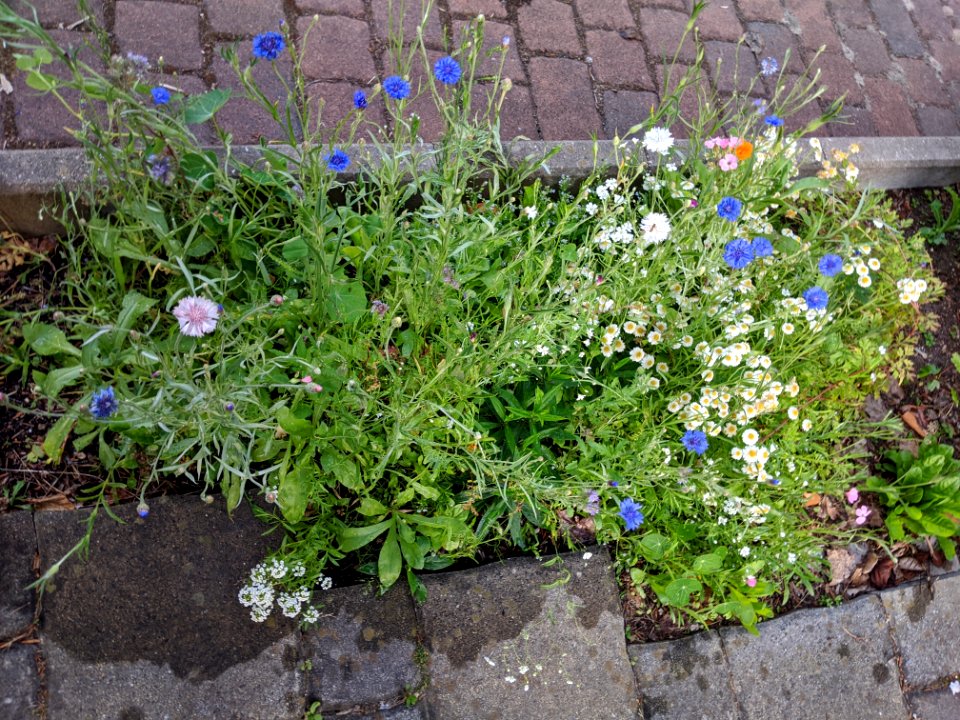 Platz für Natur ist überall