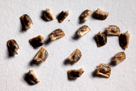 Ratibida columnifera