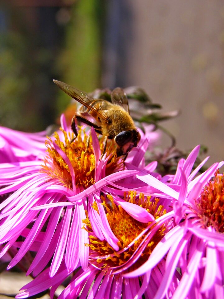 Pollen collects nectar flying insect