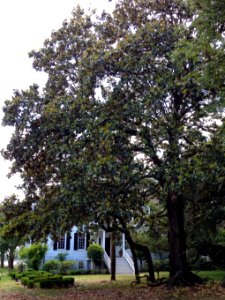 Turn left and walk down Pinckney Street to Federal Street to Tree # 25 - Southern magnolia photo