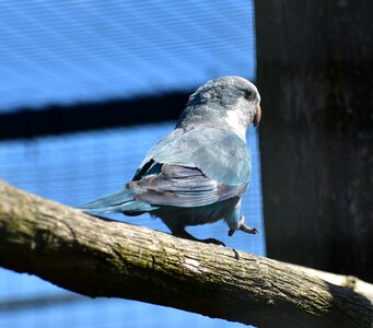 Feather little bird plumage photo