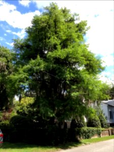 Turn left on New Street, and midway down the street is Tree # 27 - bald cypress
